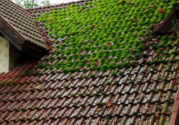 démoussage de toiture
